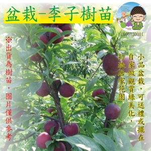 盆栽-李子果苗