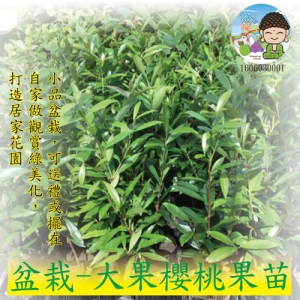 盆栽-大果櫻桃果苗
