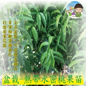 盆栽-熱帶水密桃果苗