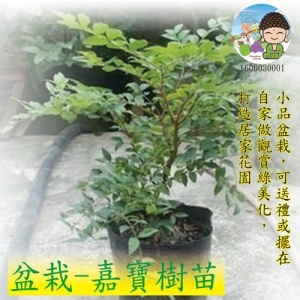 盆栽-嘉寶樹