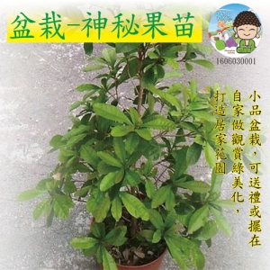 盆栽-神秘果