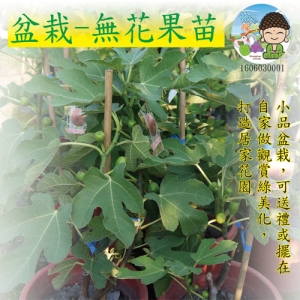 盆栽-無花果