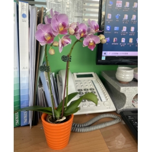 蝴蝶蘭1.7吋開花株(1箱8株)