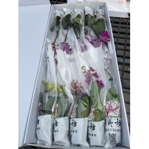 蝴蝶蘭2.5吋開花株(1箱5株)