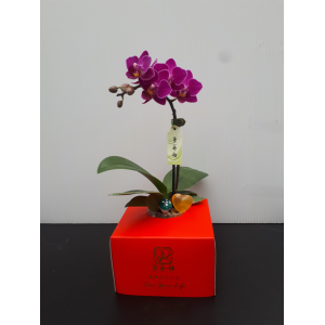 蘭藝坊-小型蝴蝶蘭禮盒(基本款-底座為喜氣紅) 公關禮品 / 企業贈品 / 活動