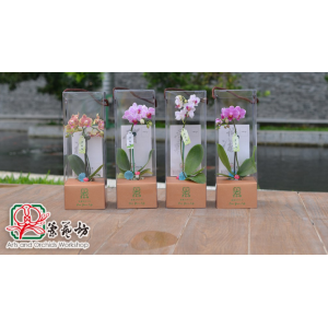 蘭藝坊-小型蝴蝶蘭禮盒(基本款-底座為大方金) 公關禮品 / 企業贈品 / 活動