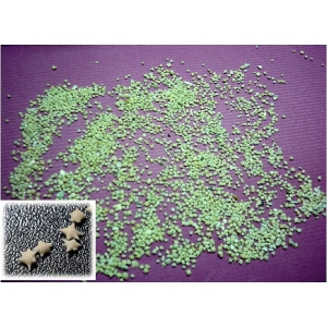 #夏日聖品#澎湖星砂(星沙)100公克裝,比墾丁或綠島至少便宜20倍以上